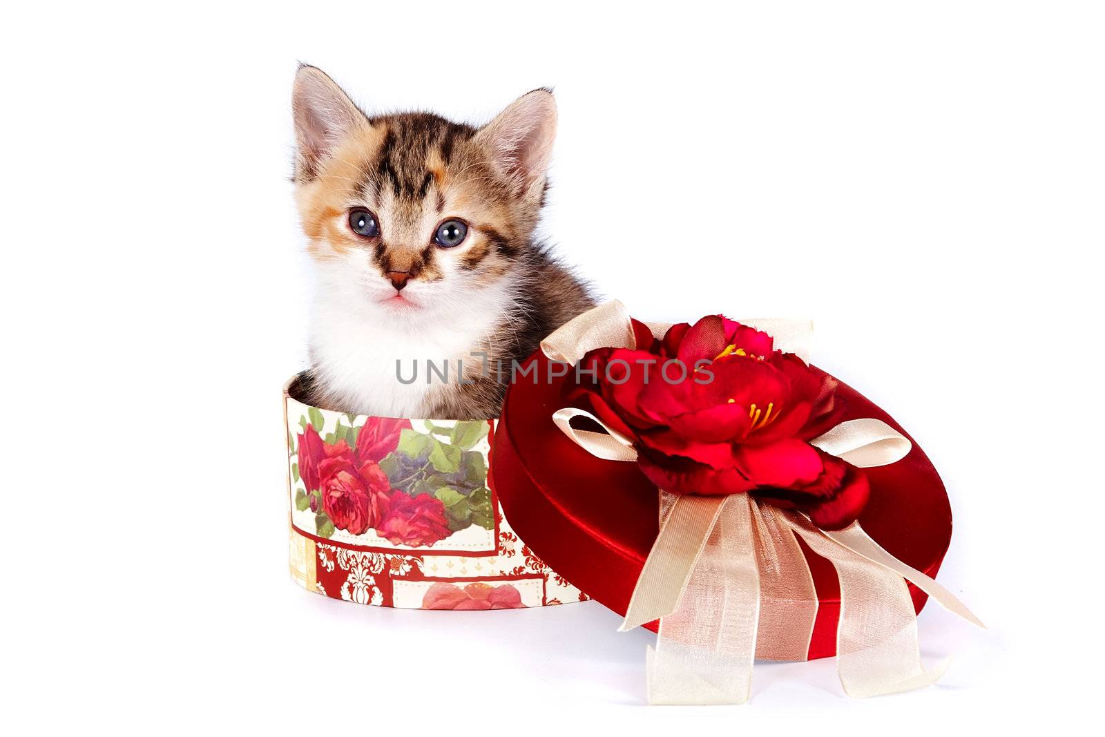 Multi-colored kitten in a gift box on a white background