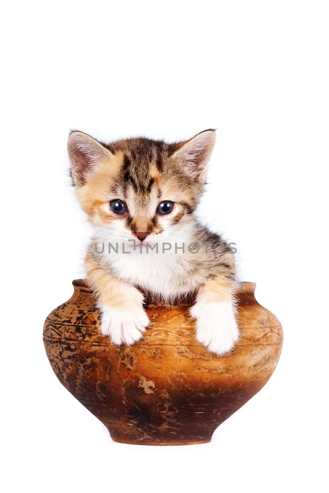Multi-colored kitten in a clay pot on a white background