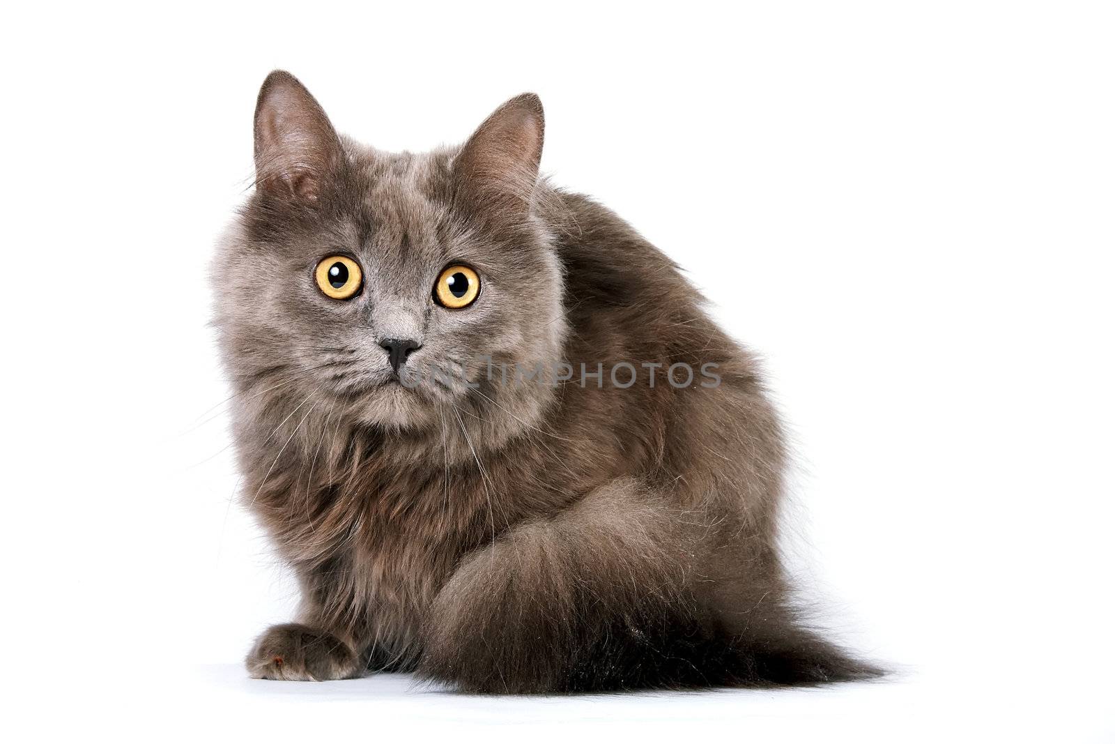 Gray cat with yellow eyes on a white background