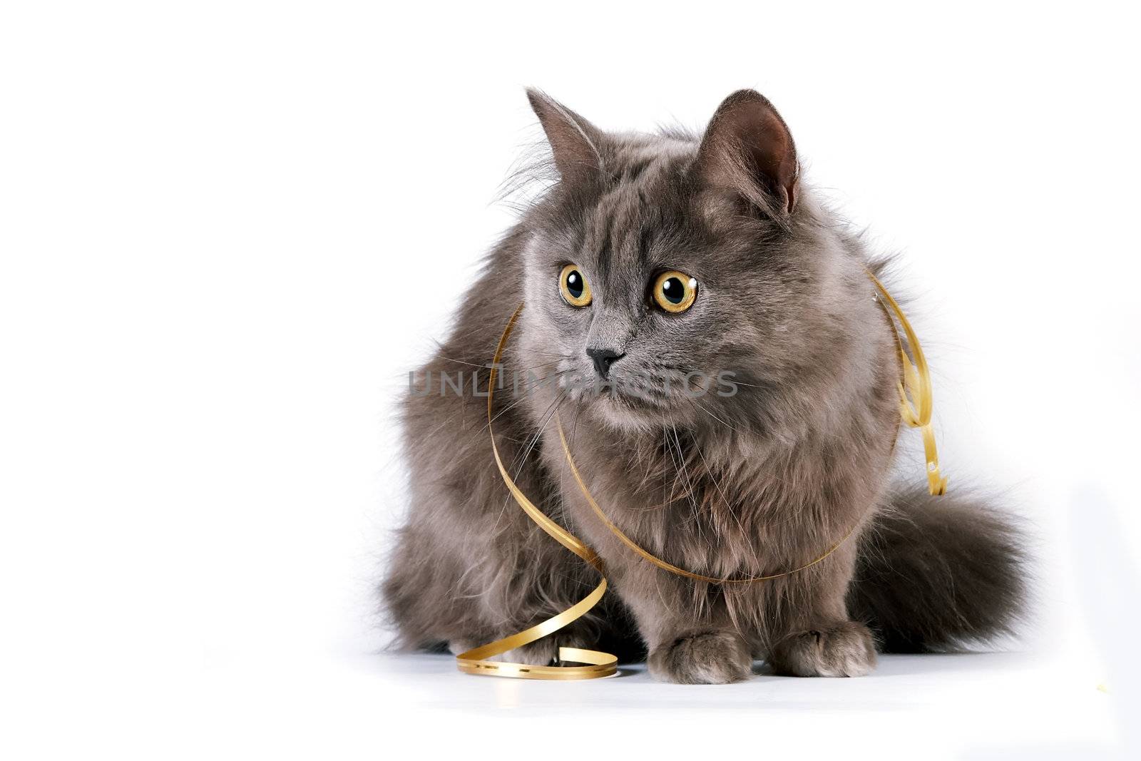 Gray cat with yellow eyes and a gold ribbon on a white background