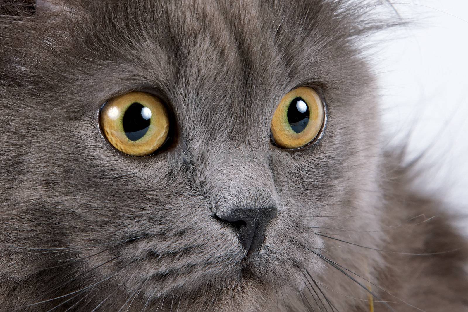 Yellow eyes of a gray fluffy cat