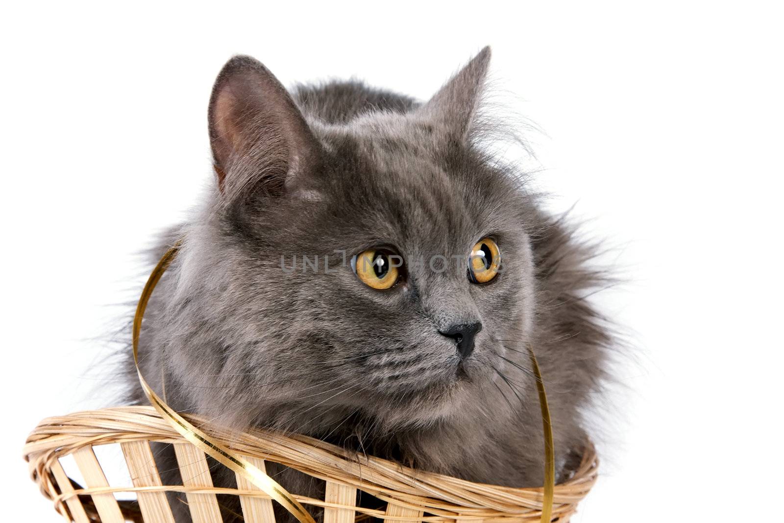 Gray cat in a basket by Azaliya