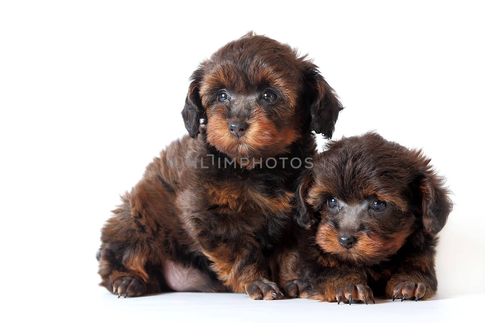 Puppies of the Petersburg orchid on a white background