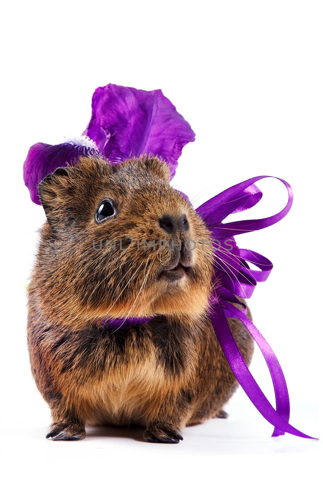 Guinea pig with a violet bow and a flower on a white background