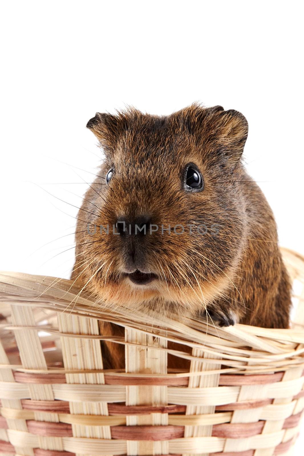 Portrait of a guinea pig in a wattled basket
