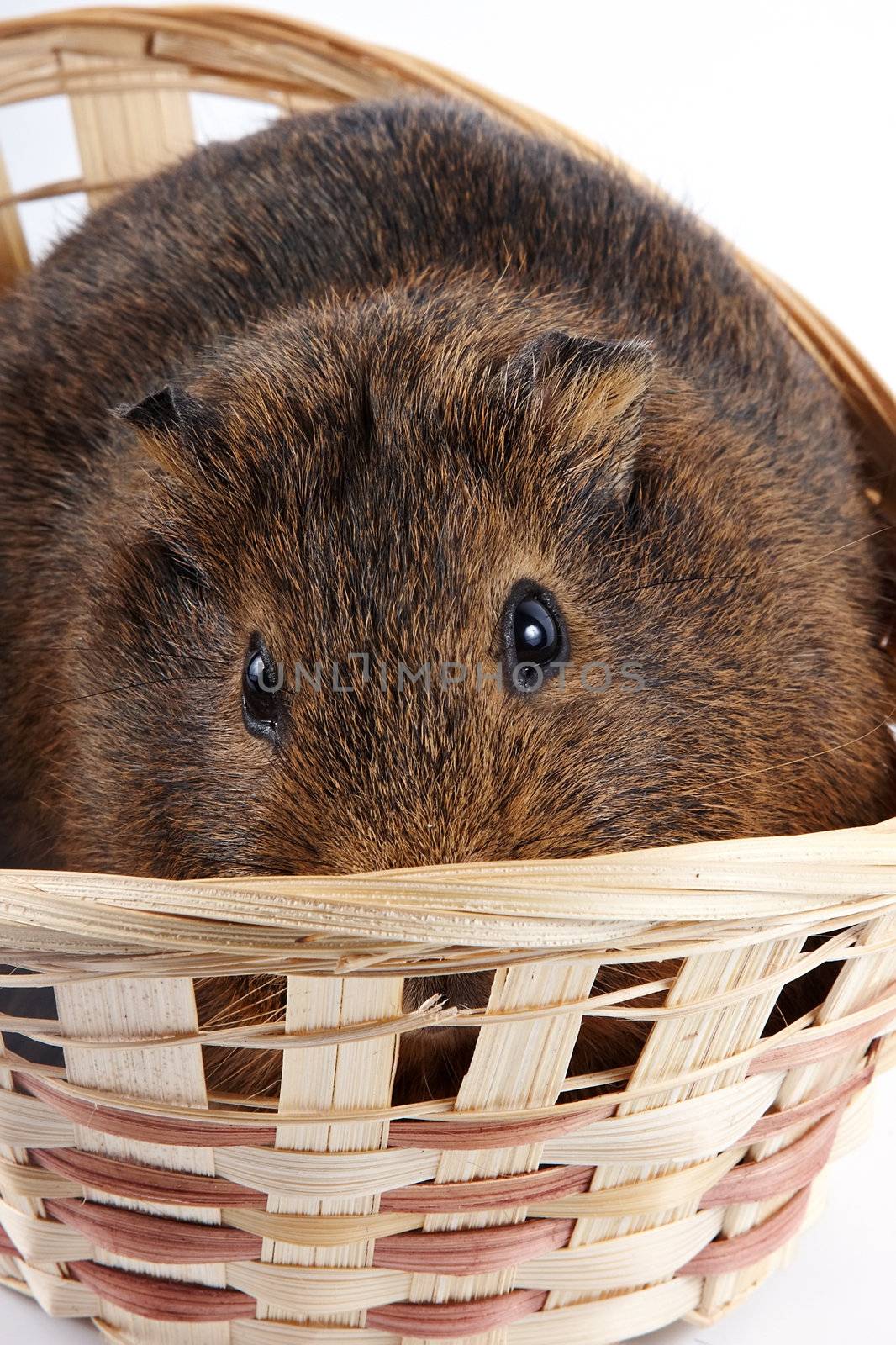 The frightened guinea pig in a wattled basket
