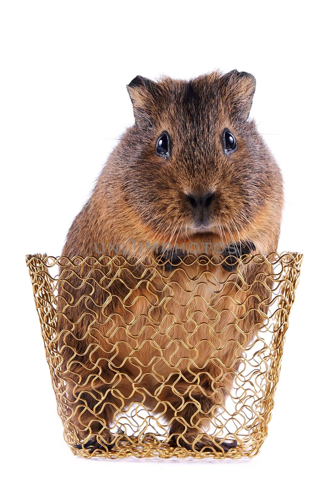 Guinea pig in a gold wattled basket on a white background