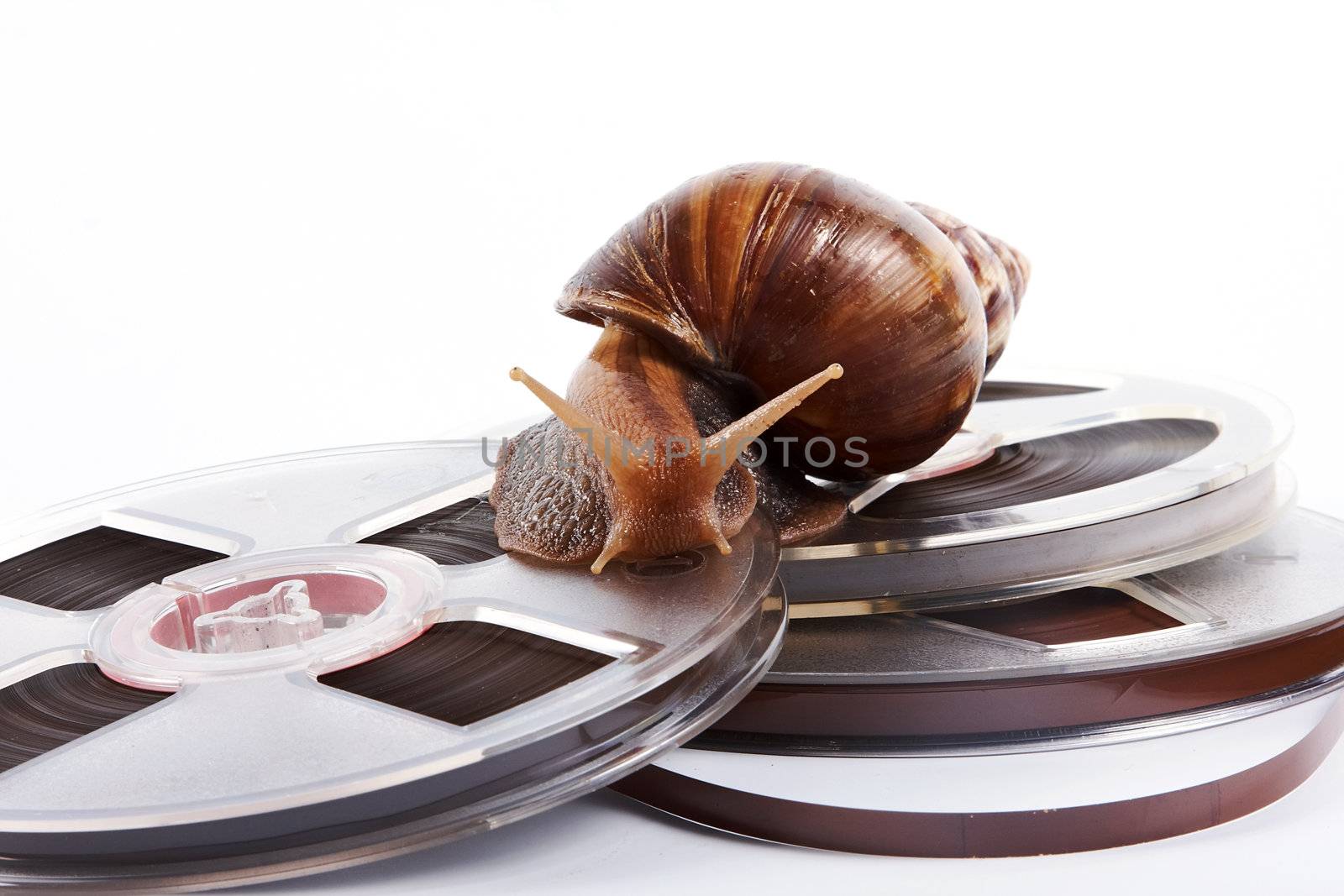 The snail creeps on a recorder tape on a white background