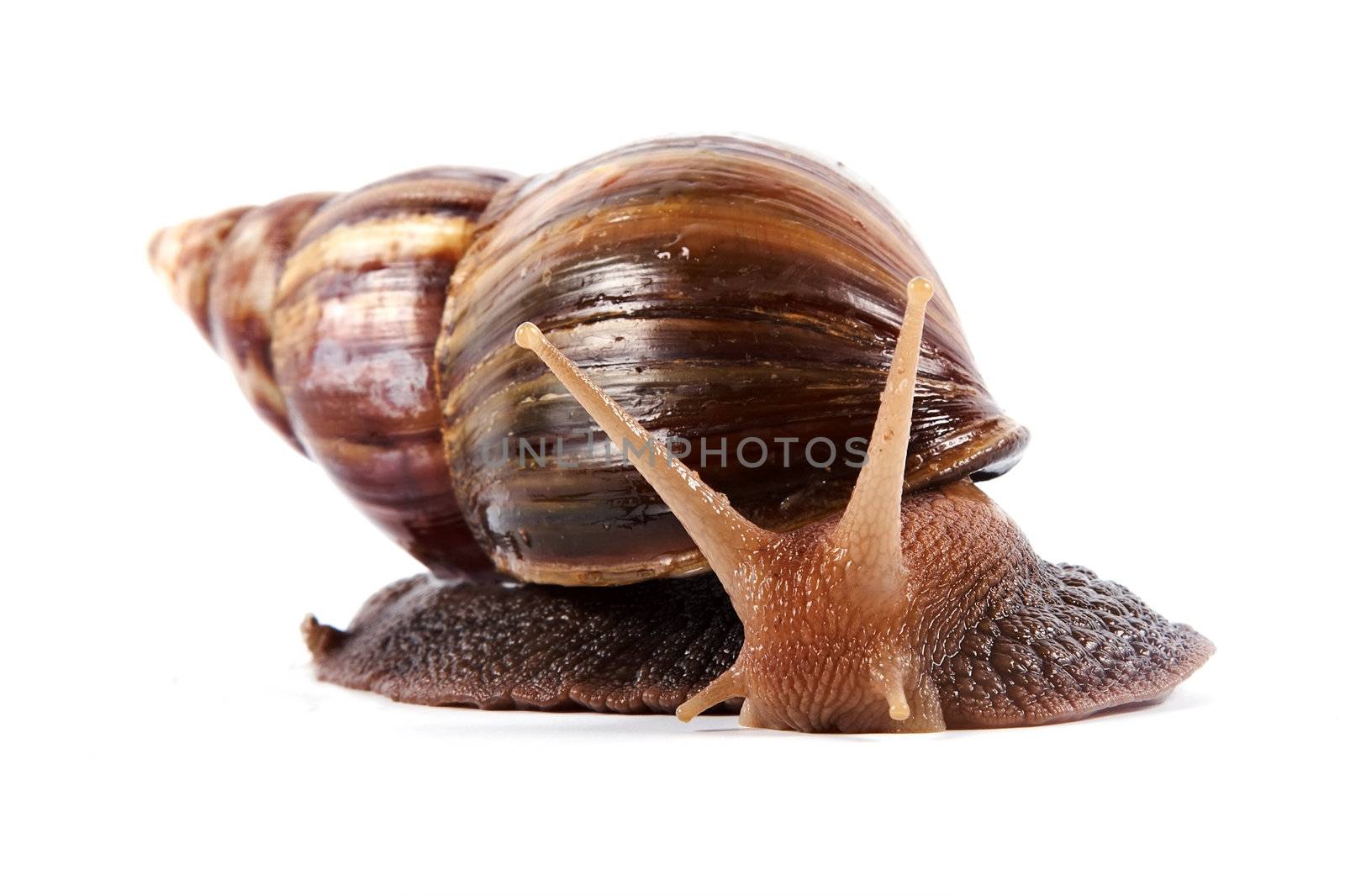 Akhatin's snail on a white background