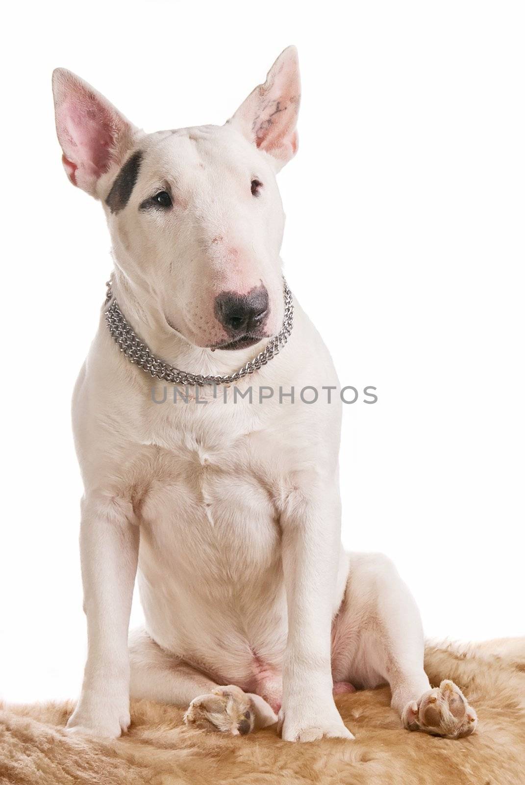 White bull terrier on a white background