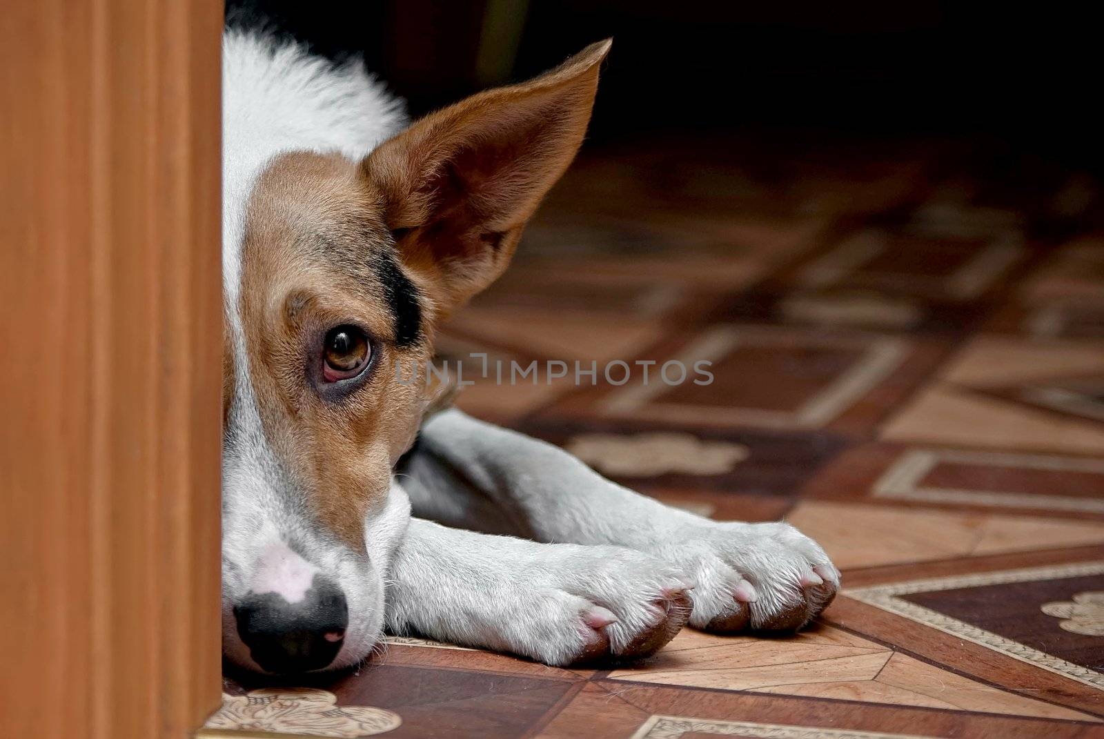 Grieving dog on a floor