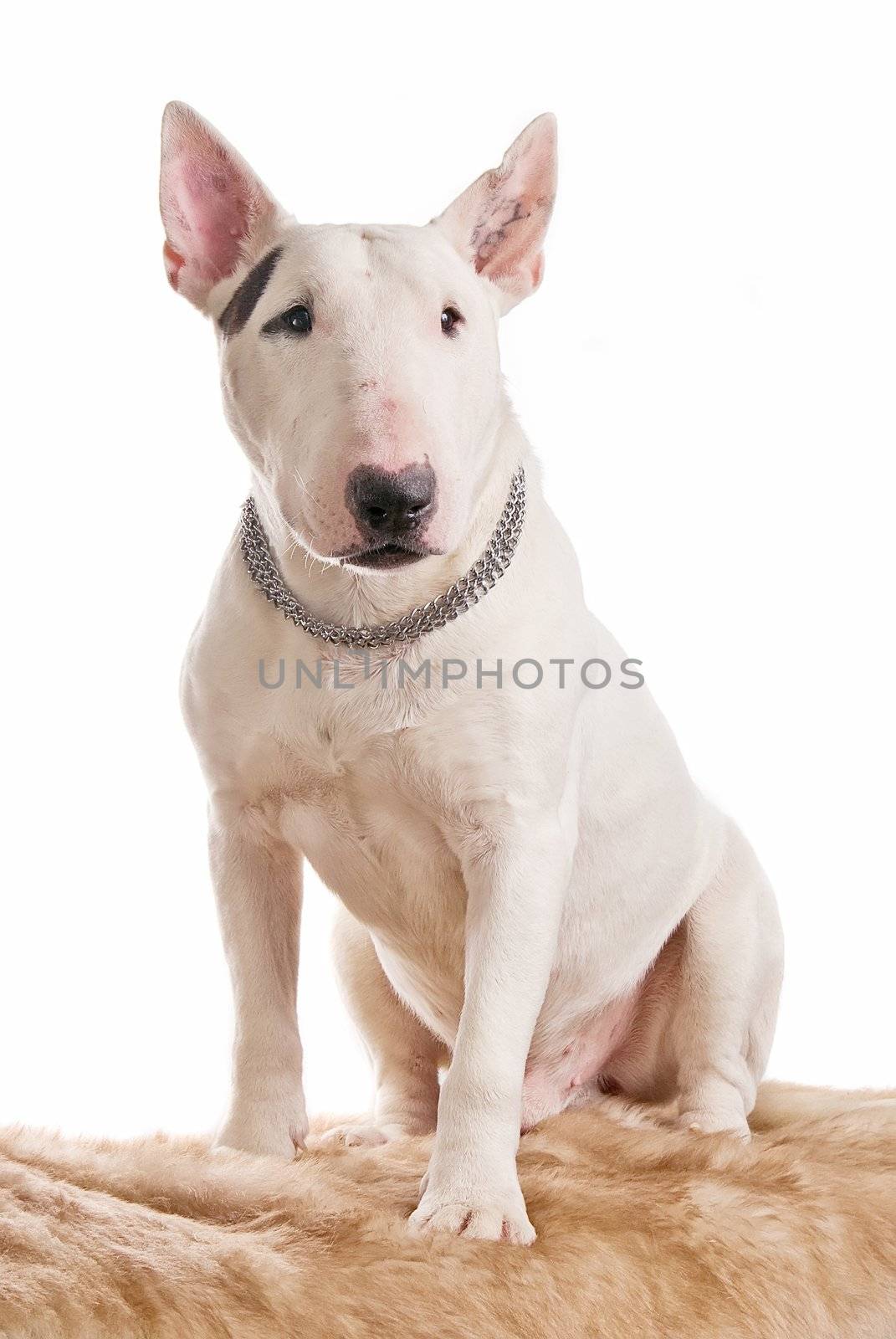 White bull terrier on a white background