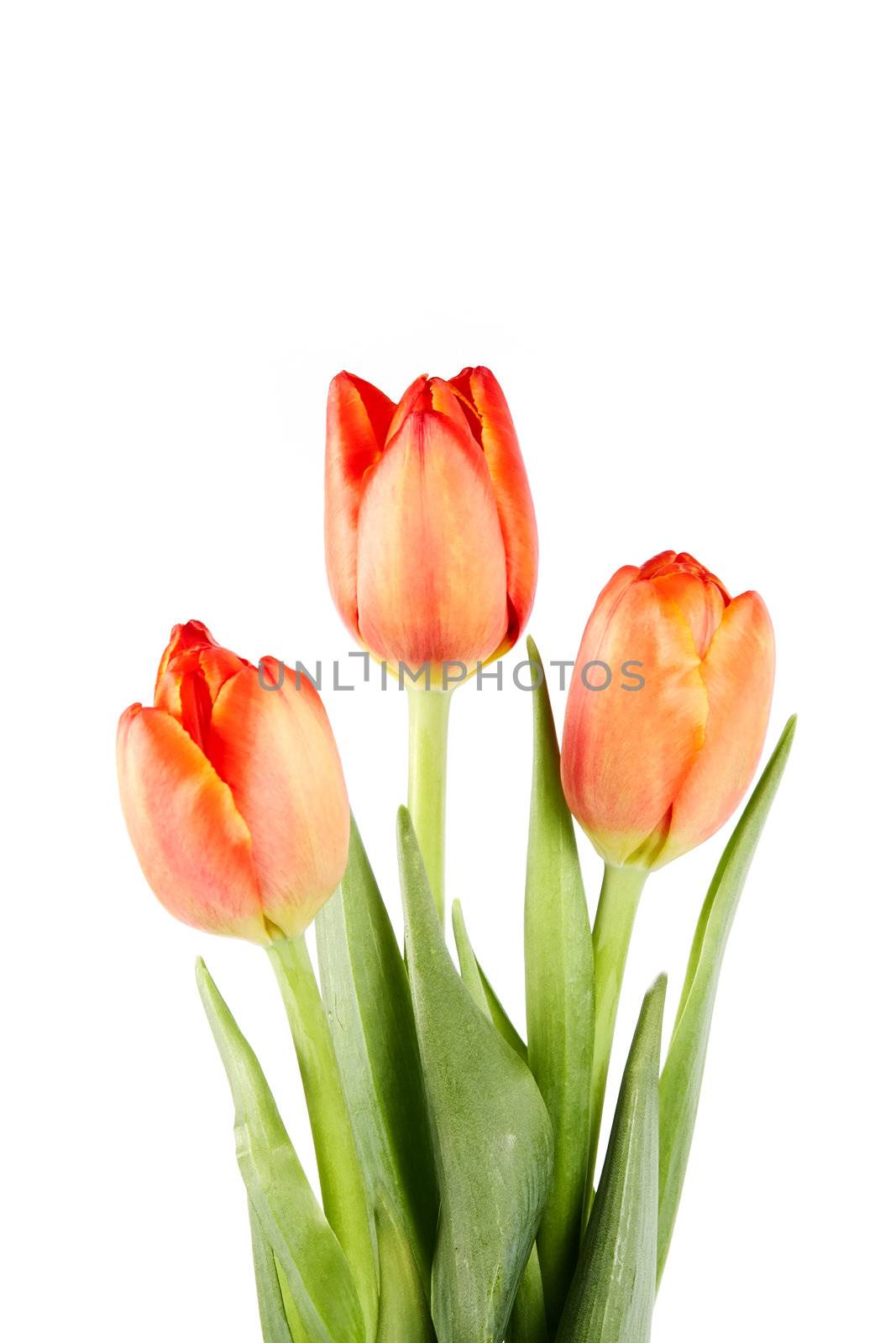 Tulips by Azaliya
