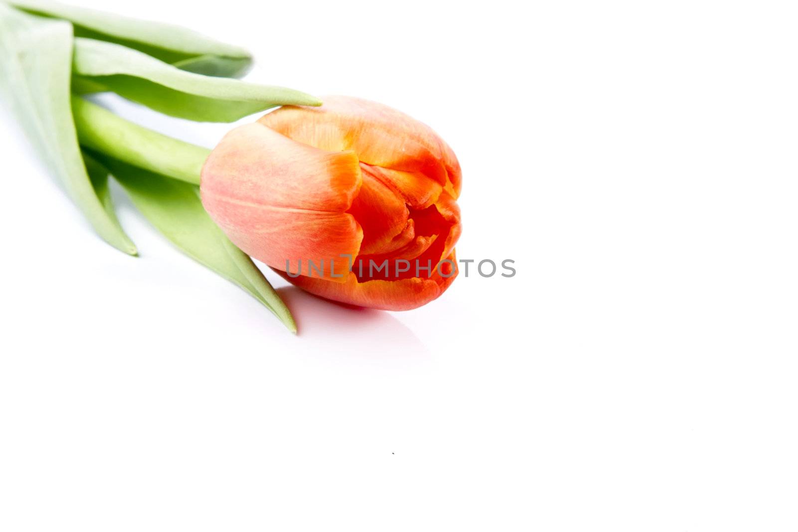 The red tulip lies on a white background