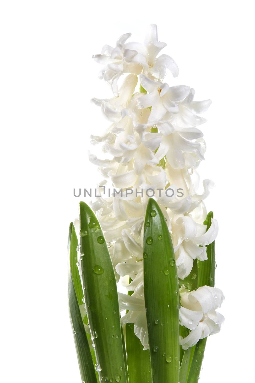 White flowers of a hyacinth on a white background