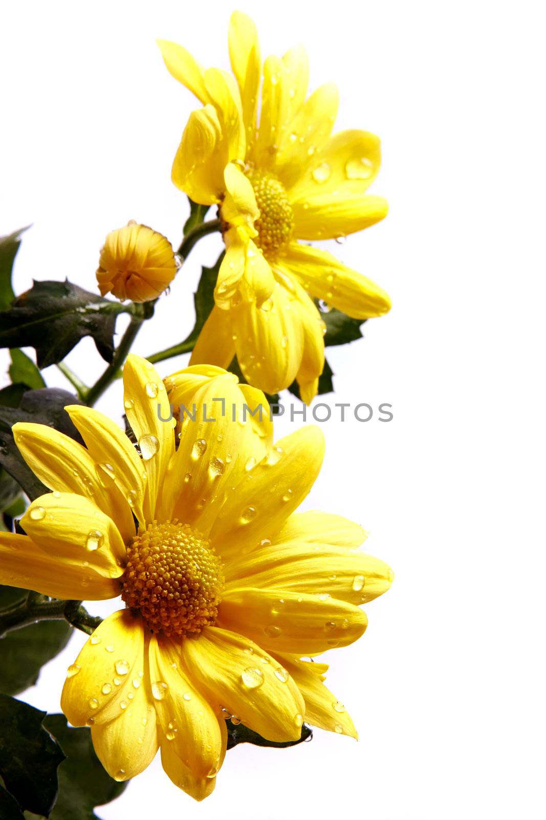 Bouquet of yellow chrysanthemums on a white background