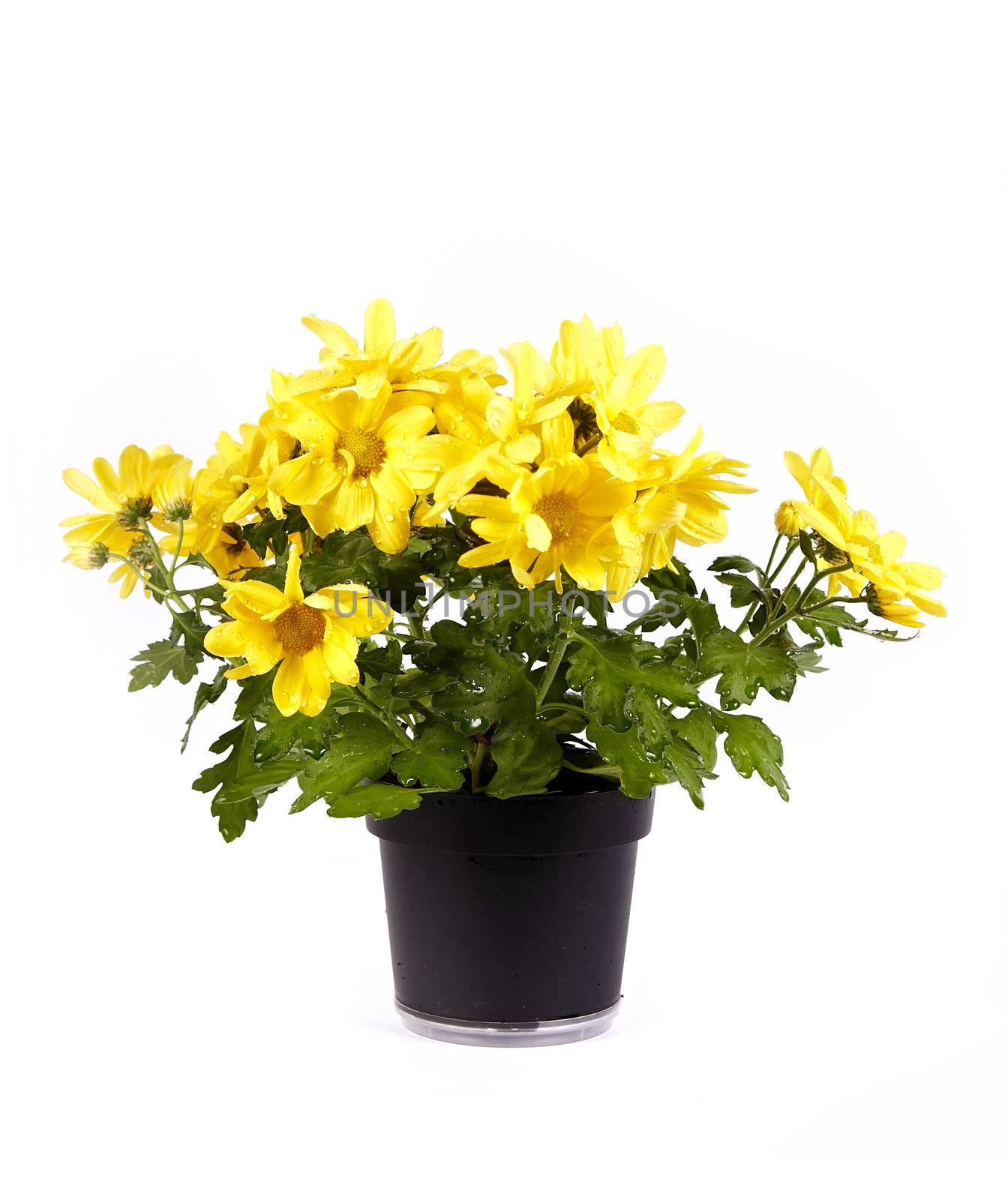 Yellow chrysanthemum in a pot on a white background