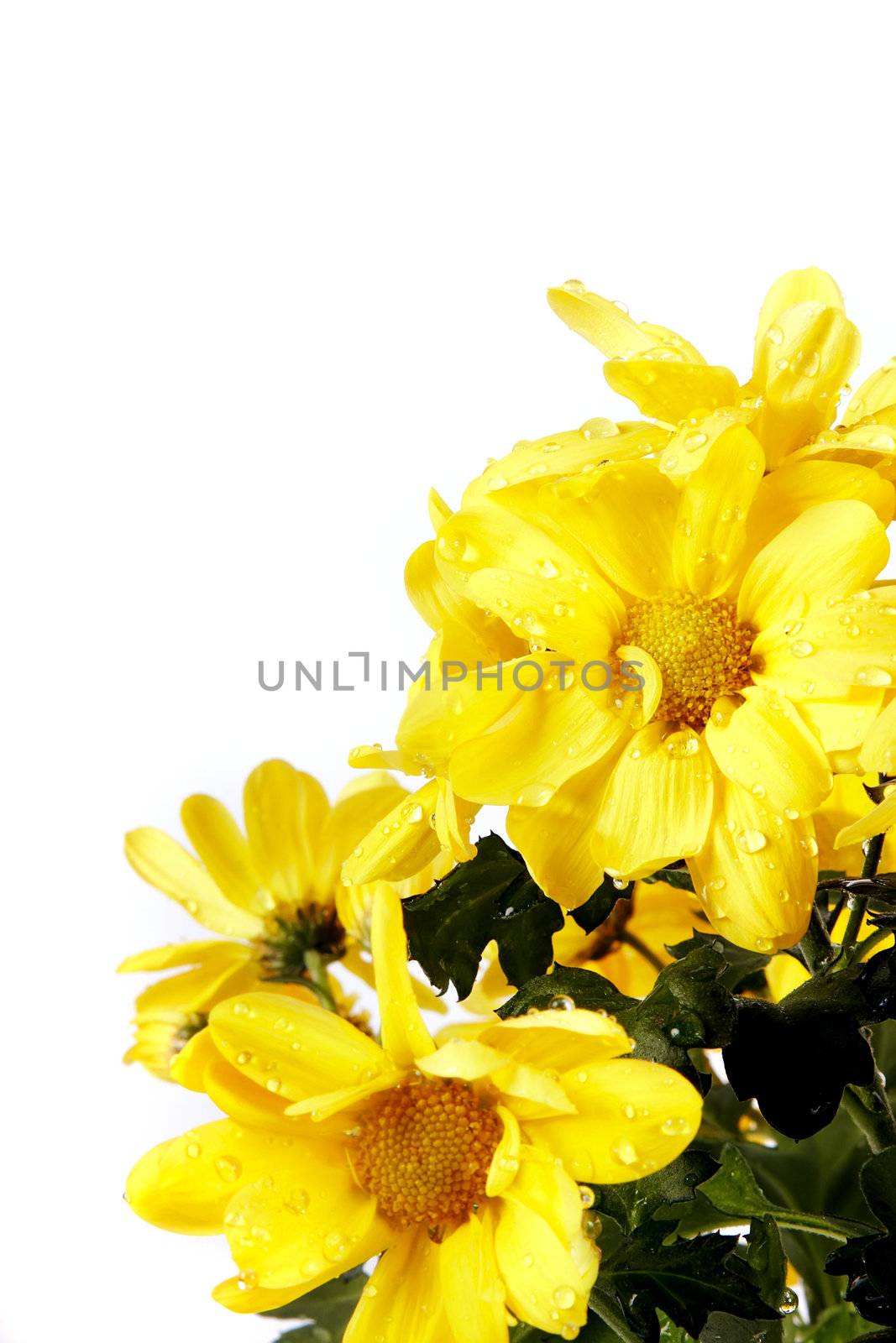Yellow chrysanthemums by Azaliya