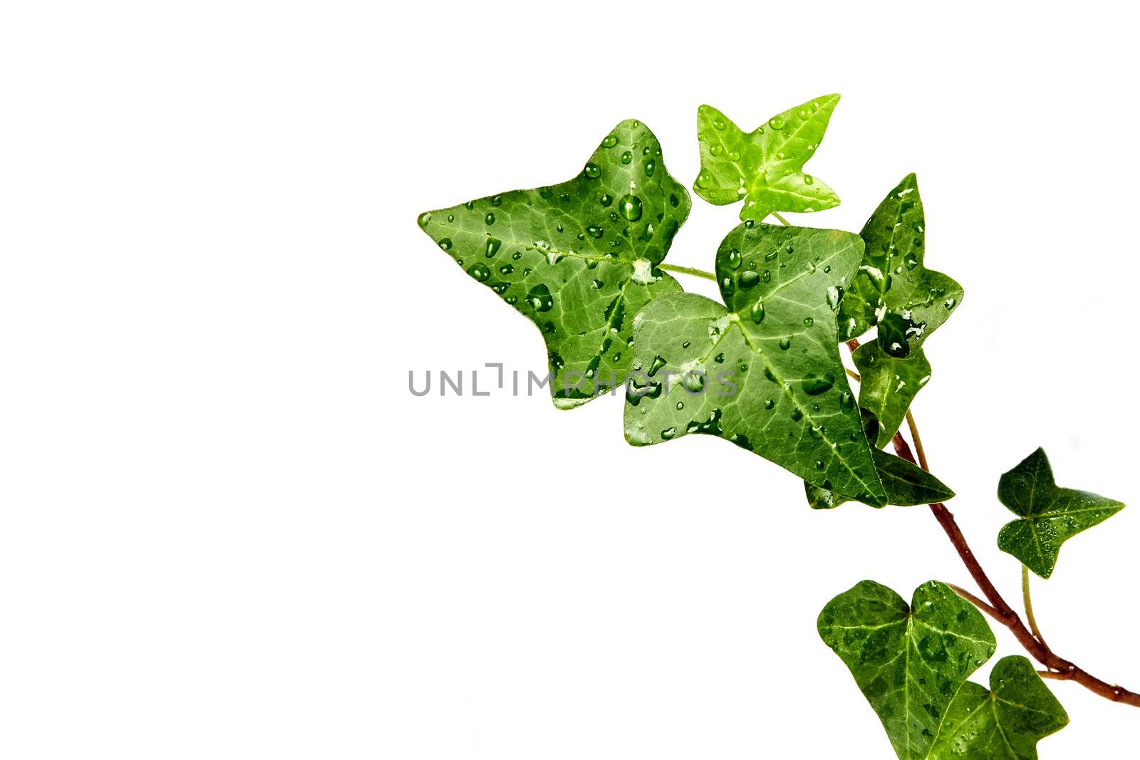 Herb hedera in dewdrops on a white background