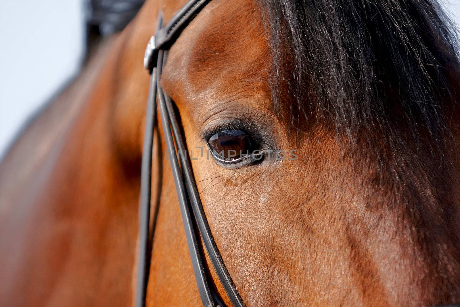 Eye of a horse in a bridle close up