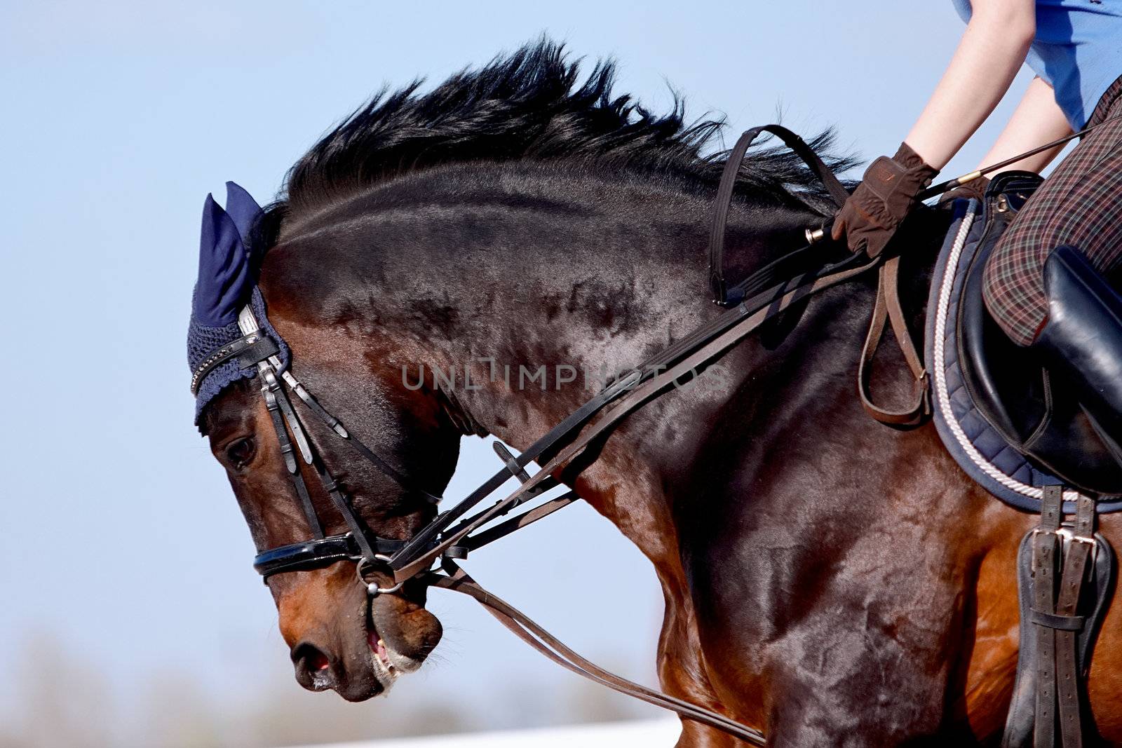 Portrait of a sports horse under a saddle by Azaliya
