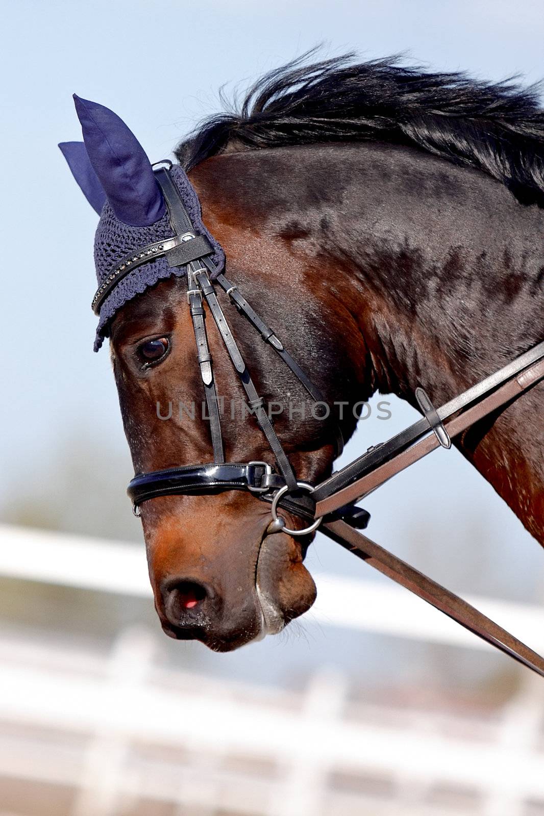 Muzzle of a brown sports horse in a bridle in a sunny day