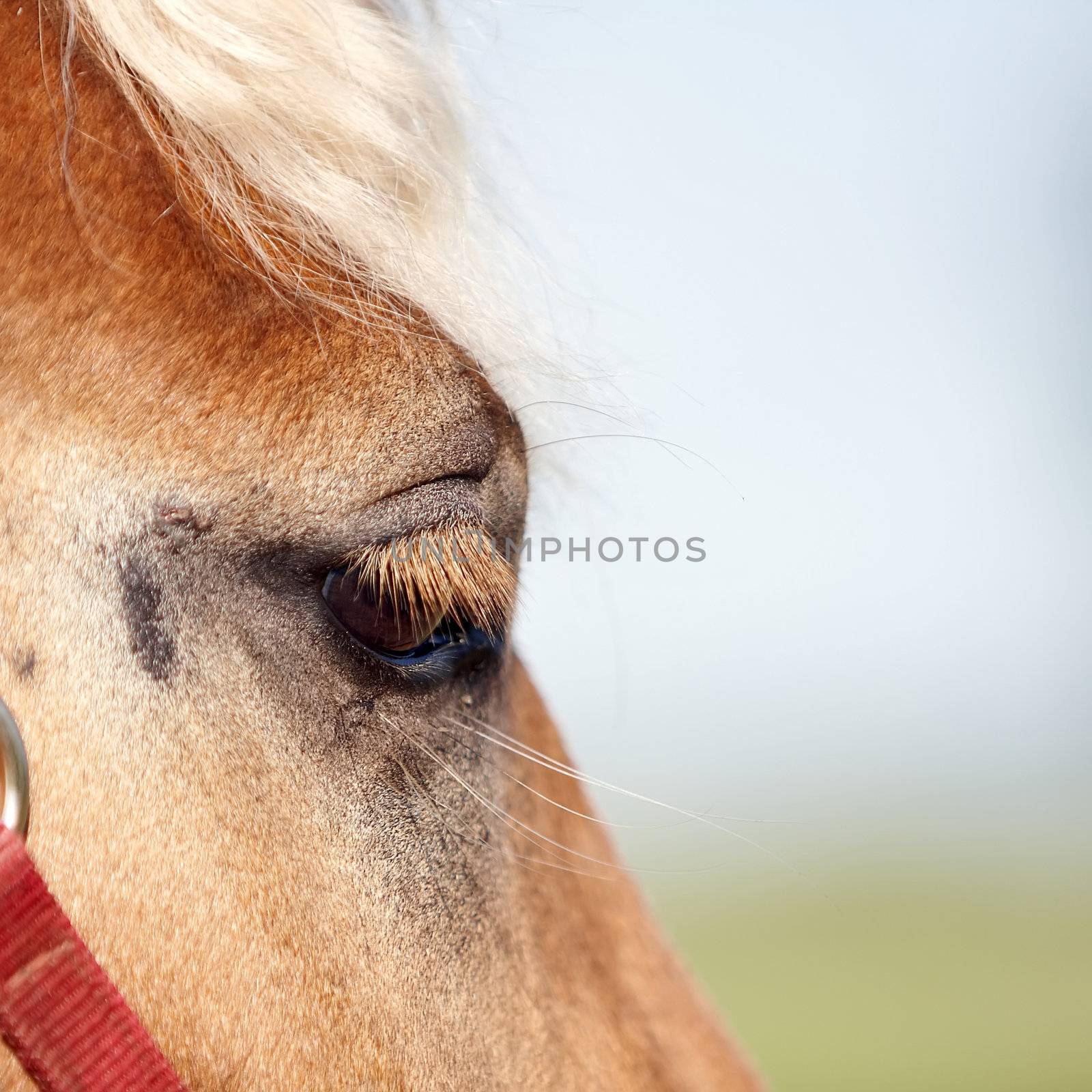 Eye of a red horse by Azaliya