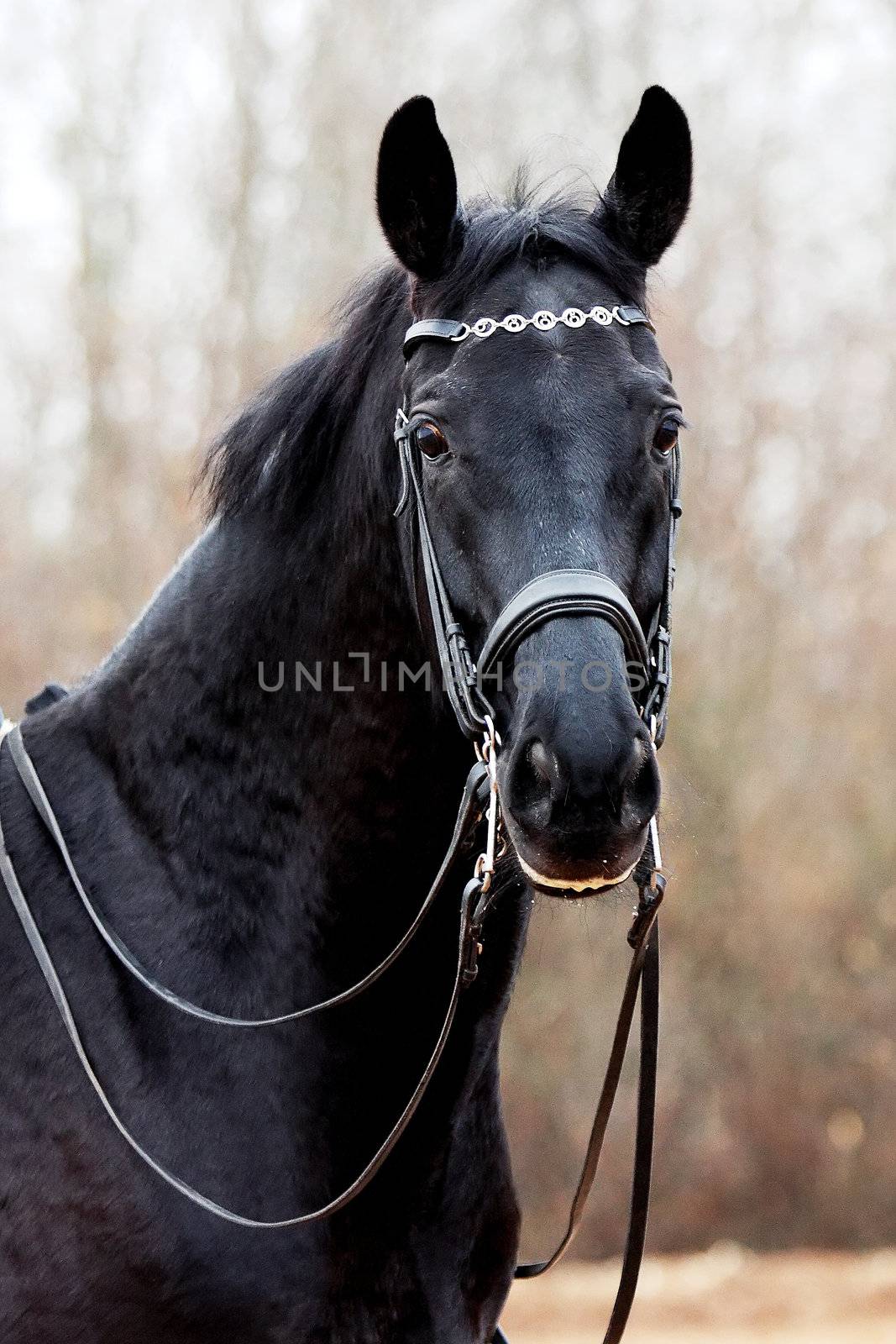 Black horse by Azaliya