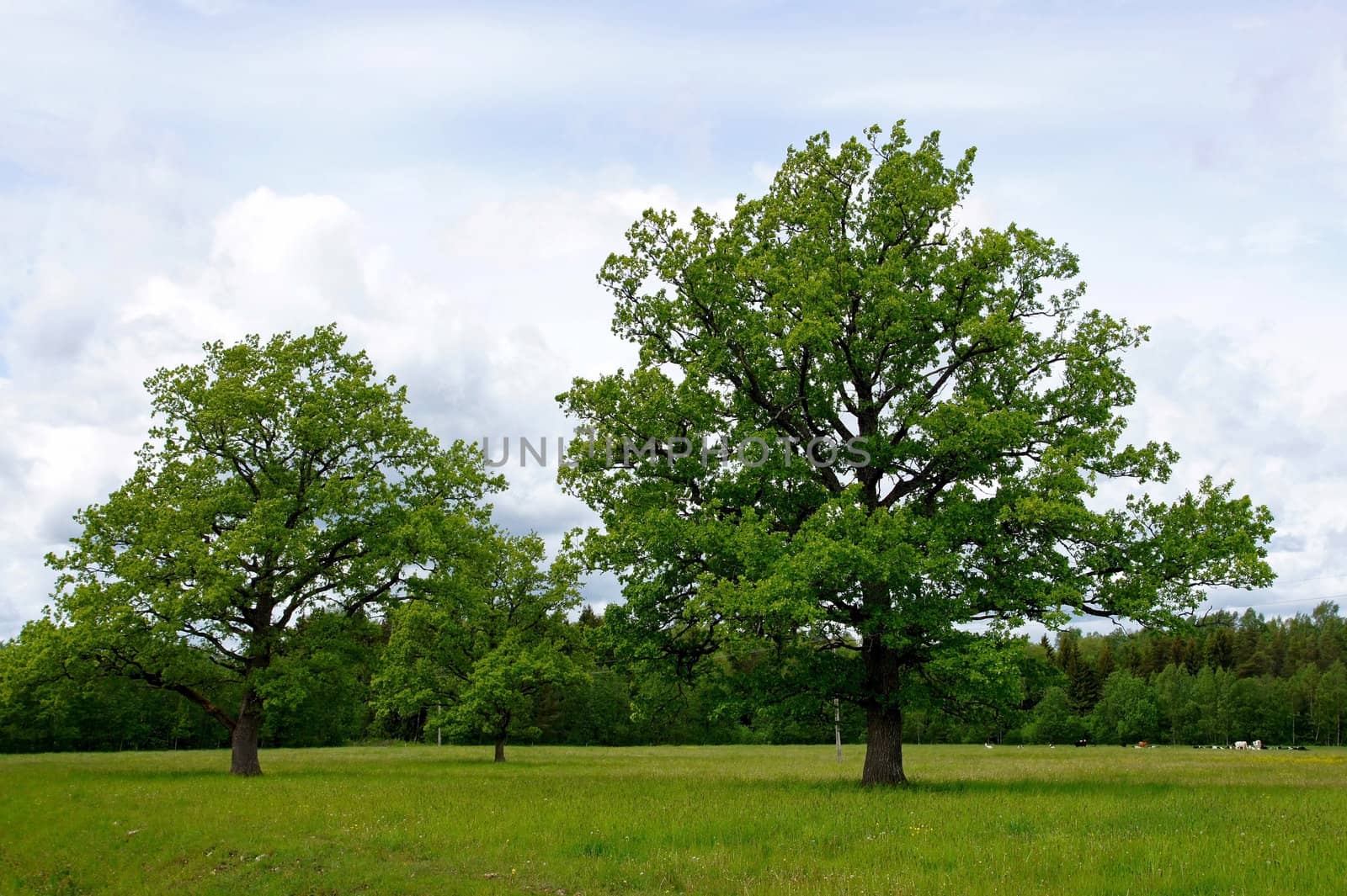 Two trees on a background of the sky and clouds