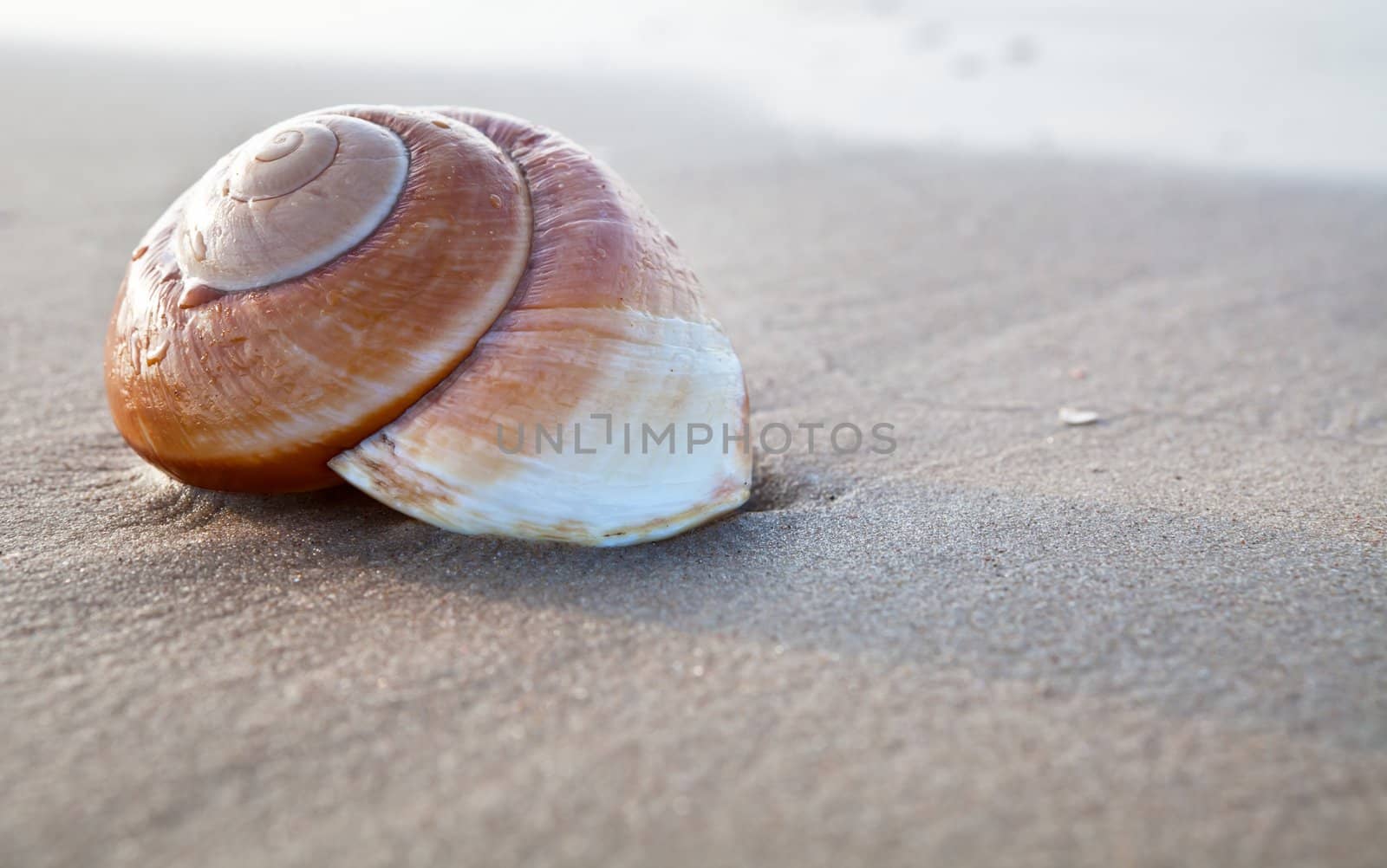 Seashell on the summer beach next to the sea