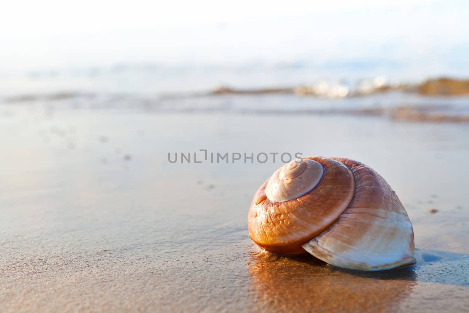 Seashell on the summer beach next to the sea, nature concept