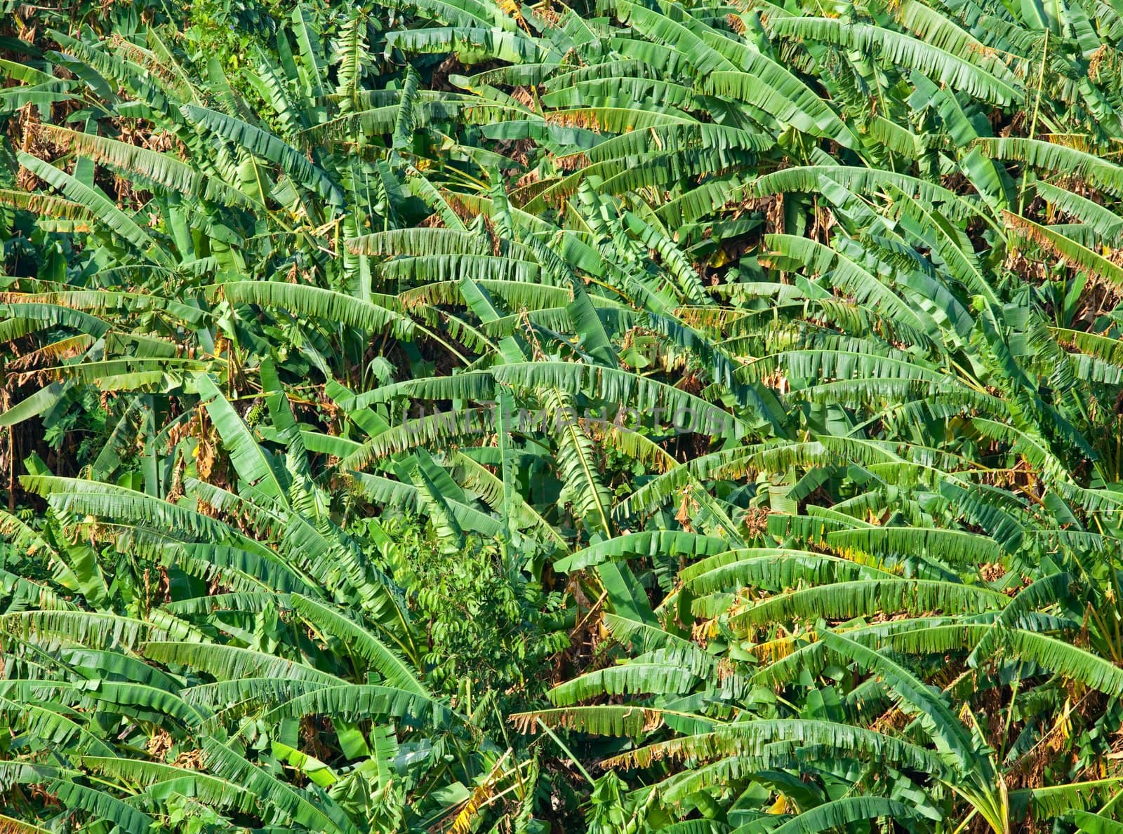 Banana Leaf in forest