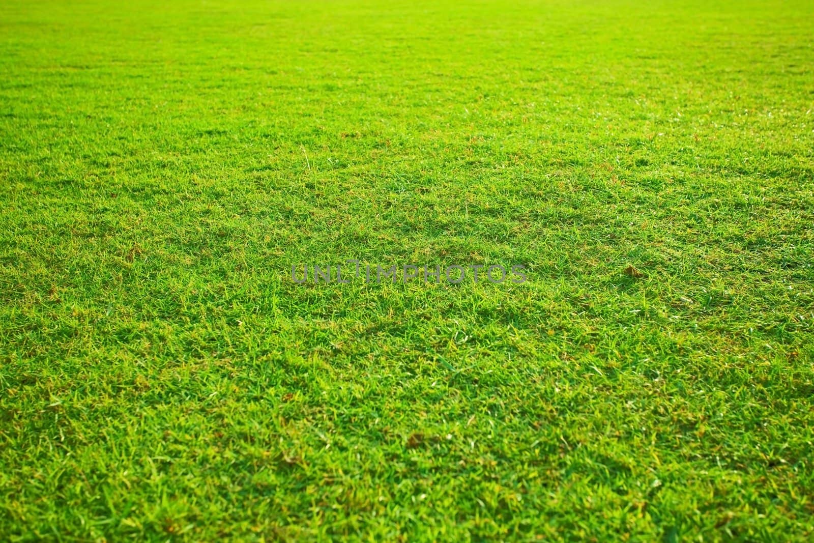 beautiful green yellow grass in garden