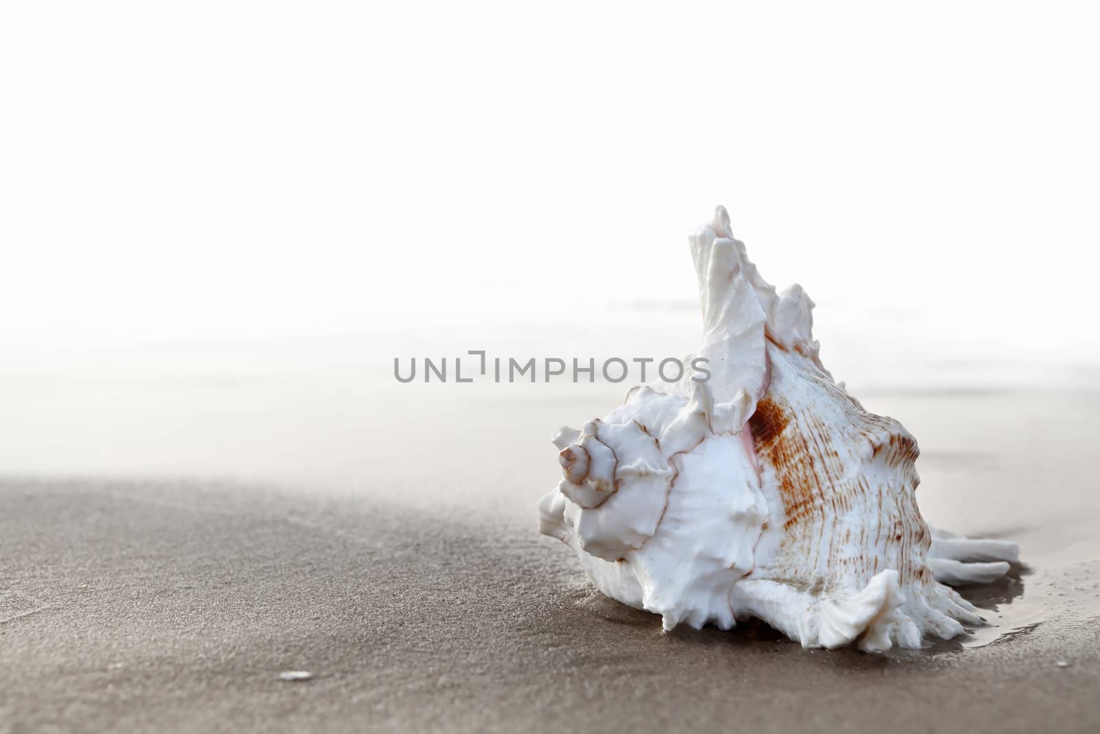 Exotic seashell on the sandy beach at sunrise