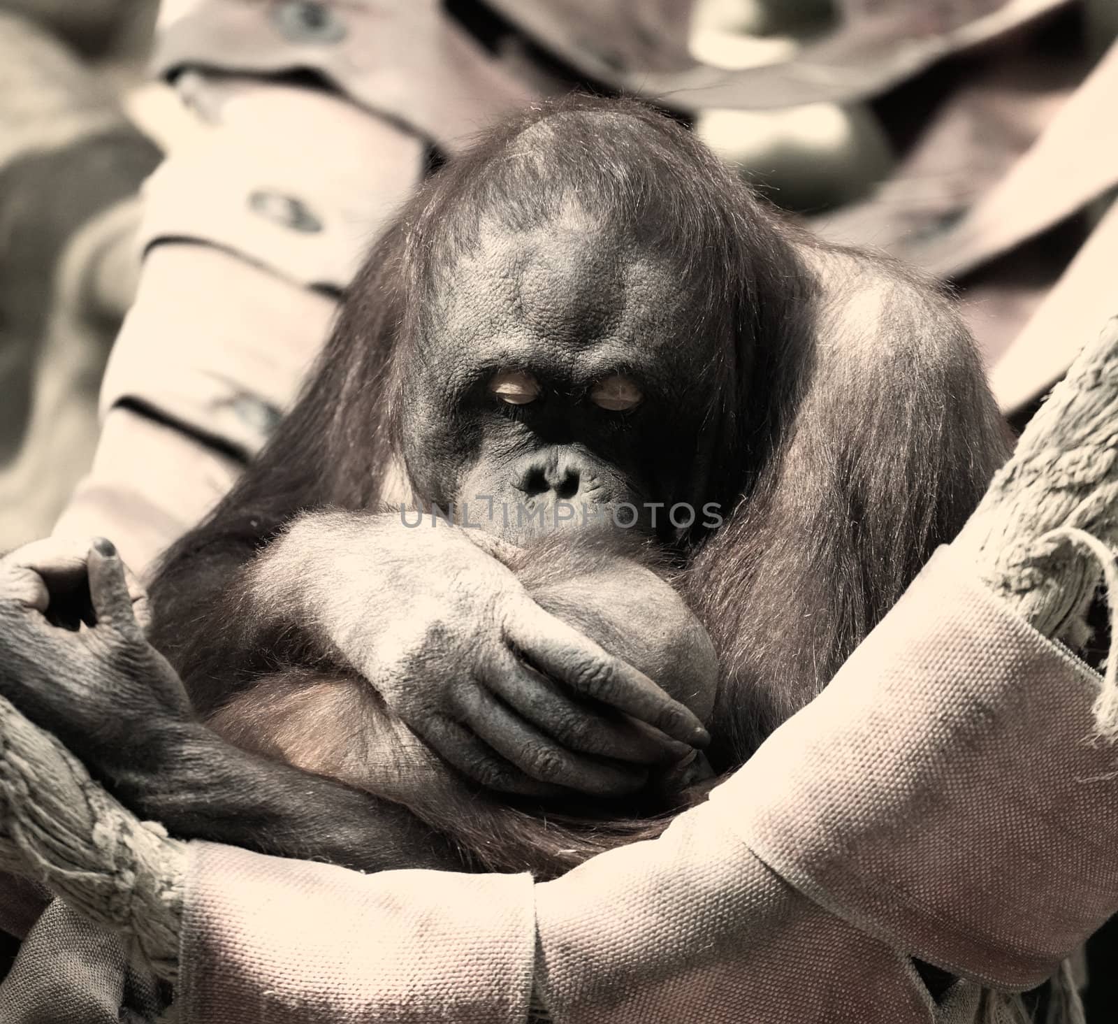 Female of an orangutan with a cub