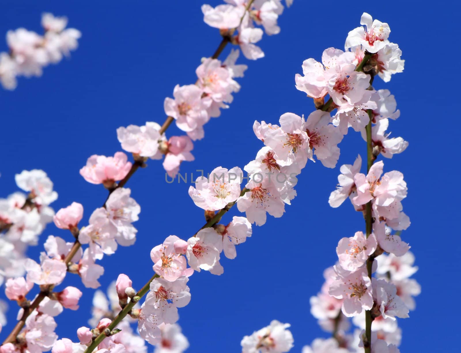 Spring almond tree flowers in deep blue background