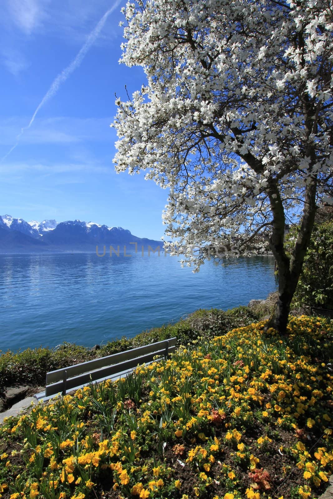 Yellow flowers and blooming tree at springtime at Geneva lake, Montreux, Switzerland. See Alps mountains in the background.