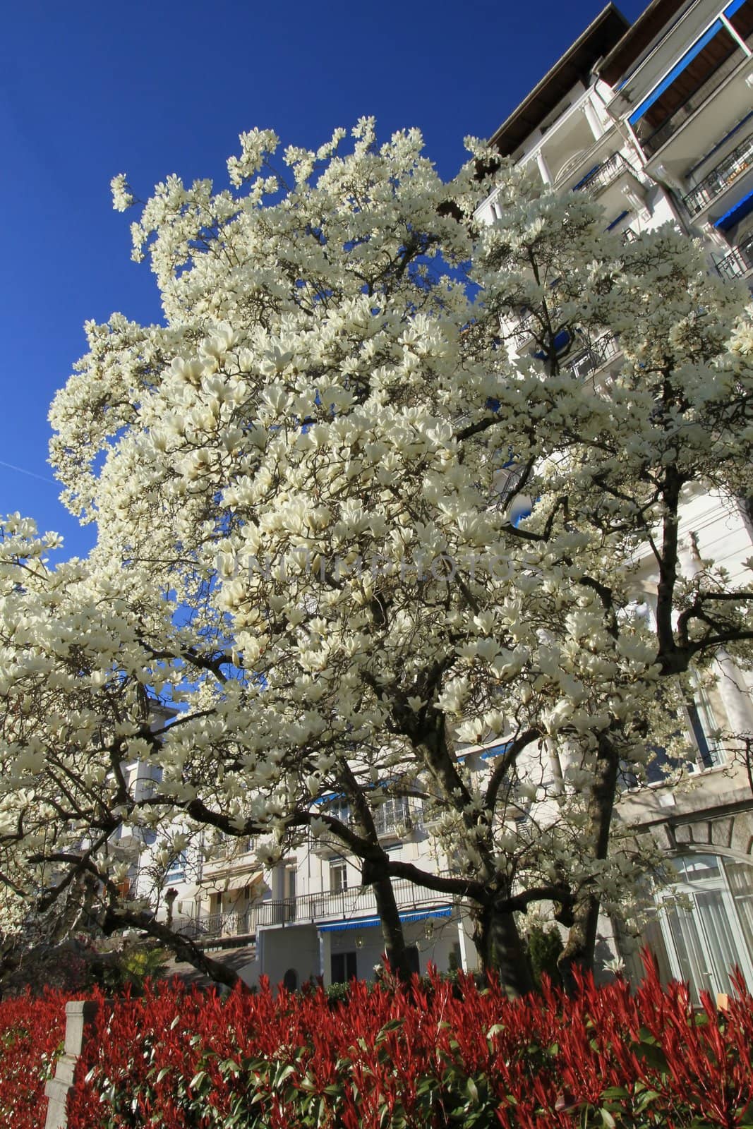Beautiful blooming tree at springtime in front of white building by beautiful weather, Montreux, Switzerland.