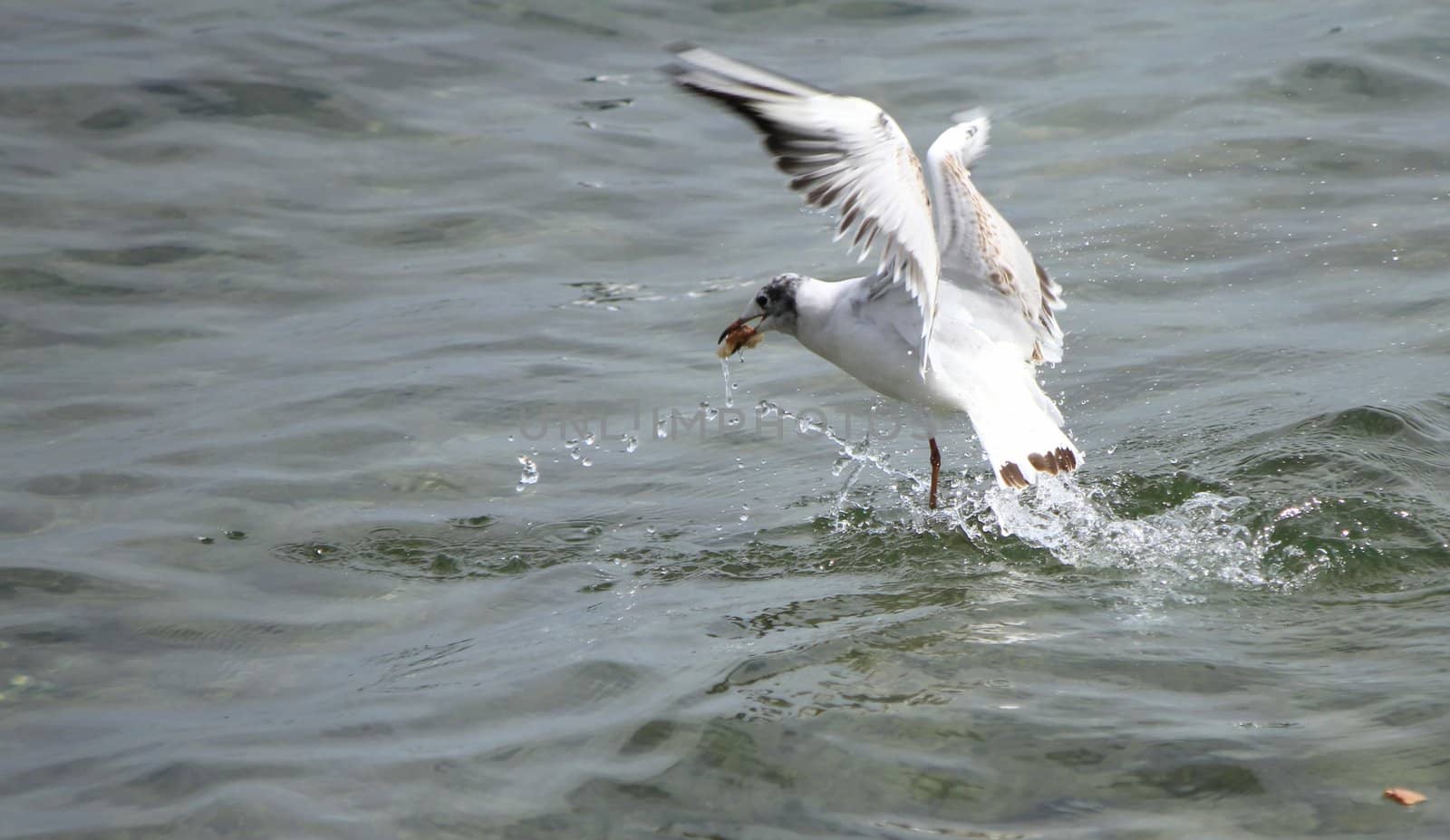 Seagull flying upon the water holding a piece of bread in its beak