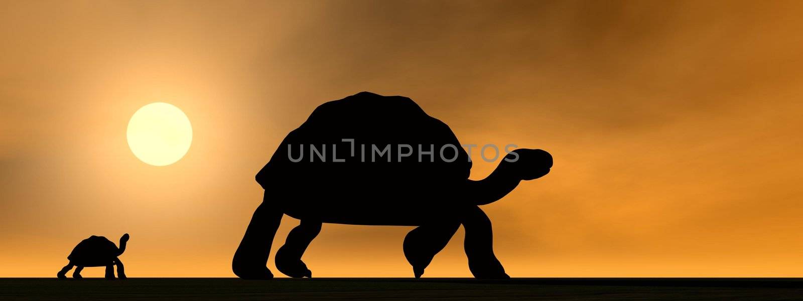 Shadows of mum galapagos tortoise showing the way to its child by sunset