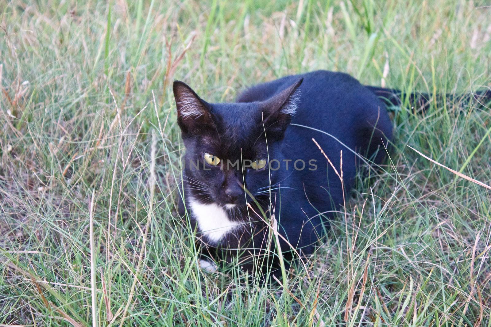 black cat in the garden