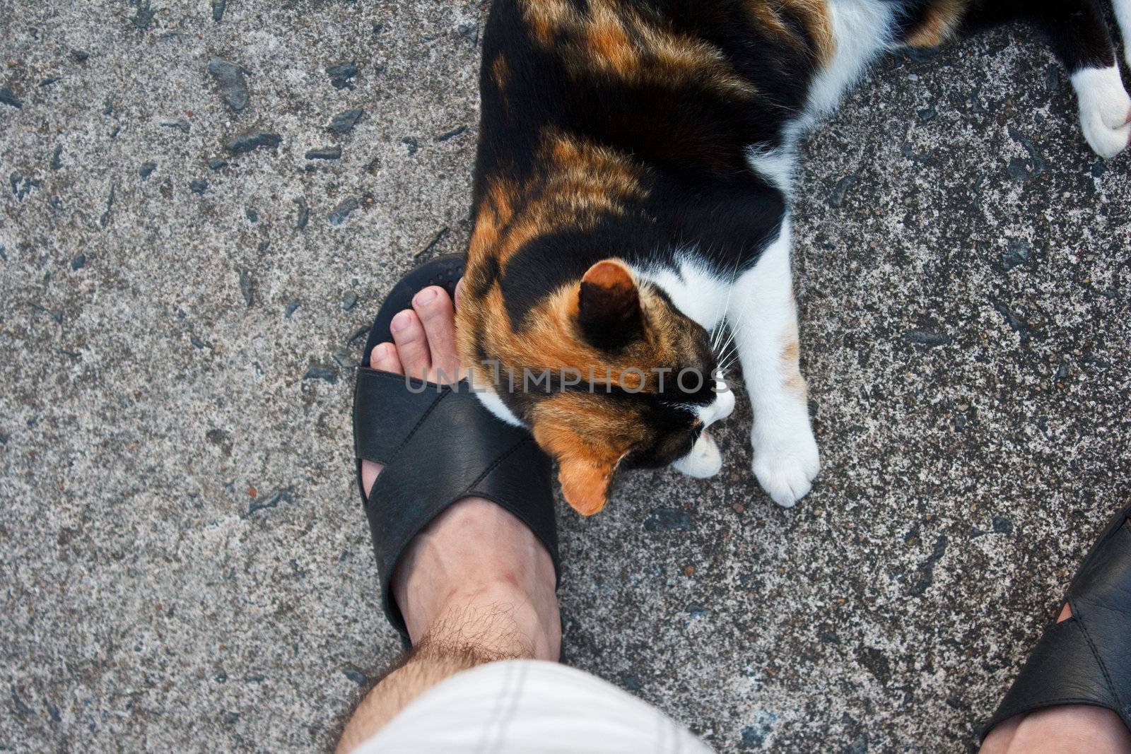 cat with yellow and black hair