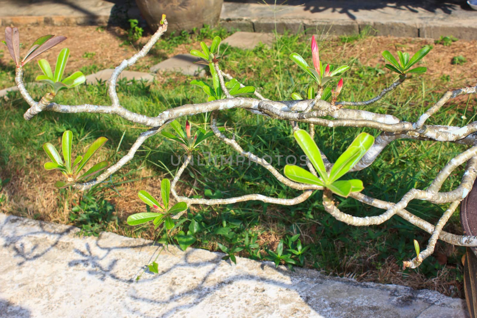 Champaka in the Thailand garden