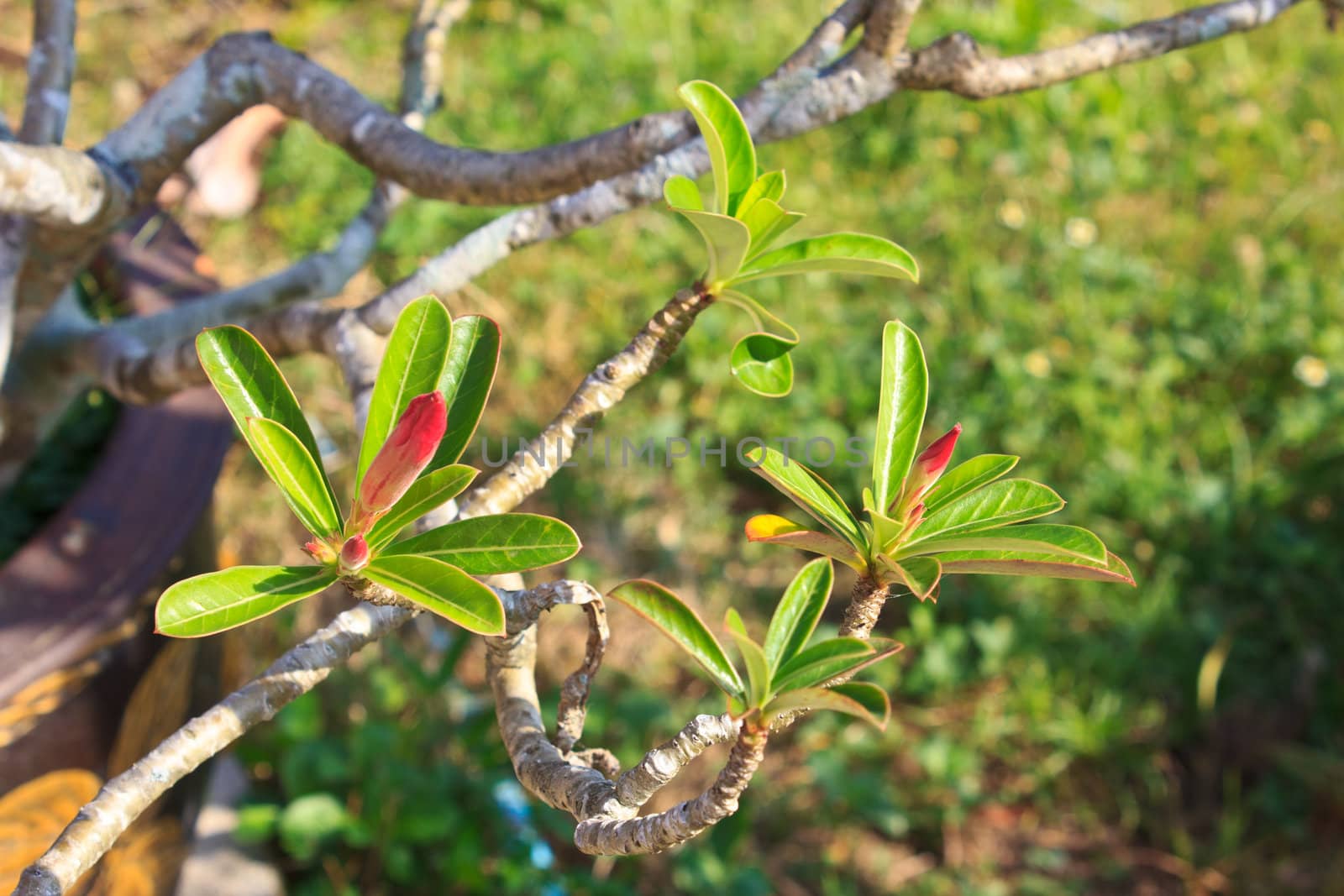 Champaka in the Thailand garden