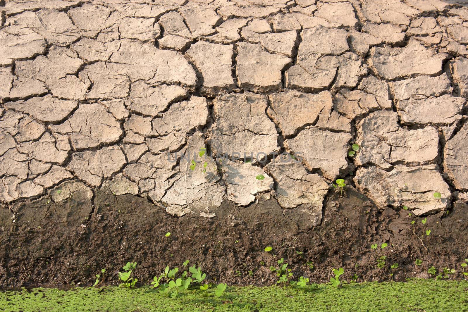 cracked clay ground into the dry season