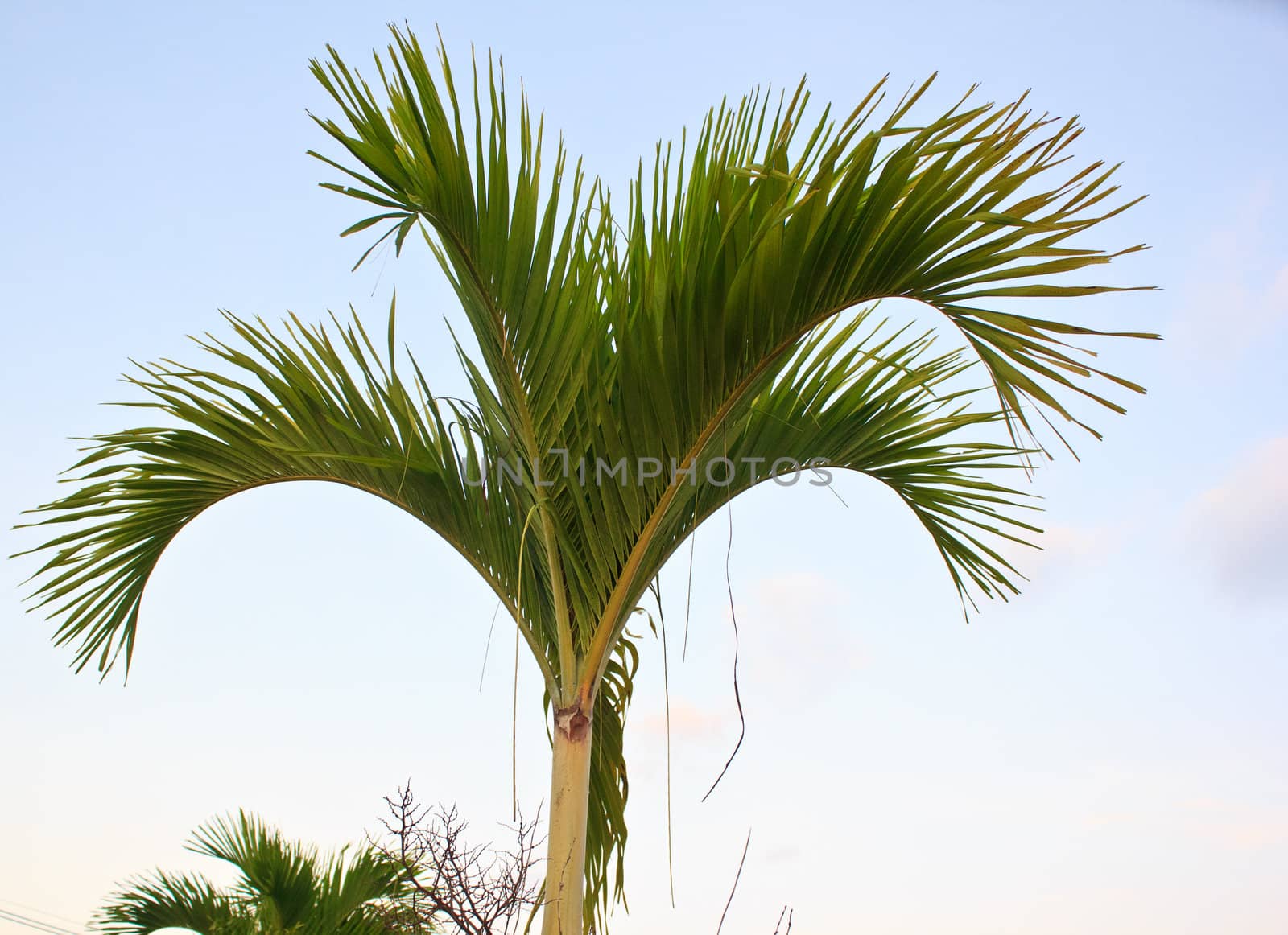 nipa palm in the garden