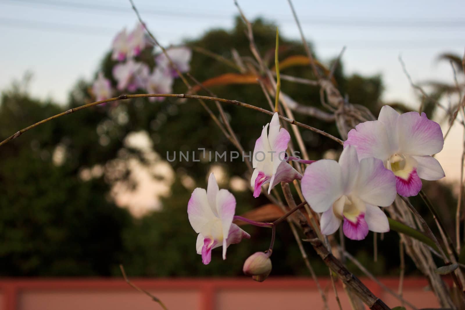 orchid with white and pink color