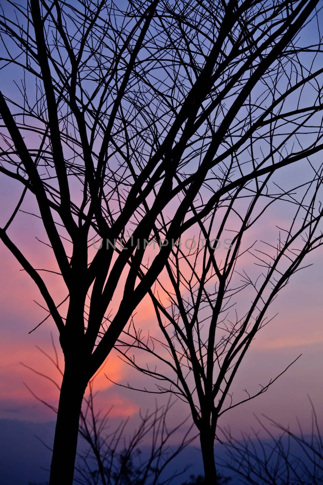 silhouette of tree on sunset