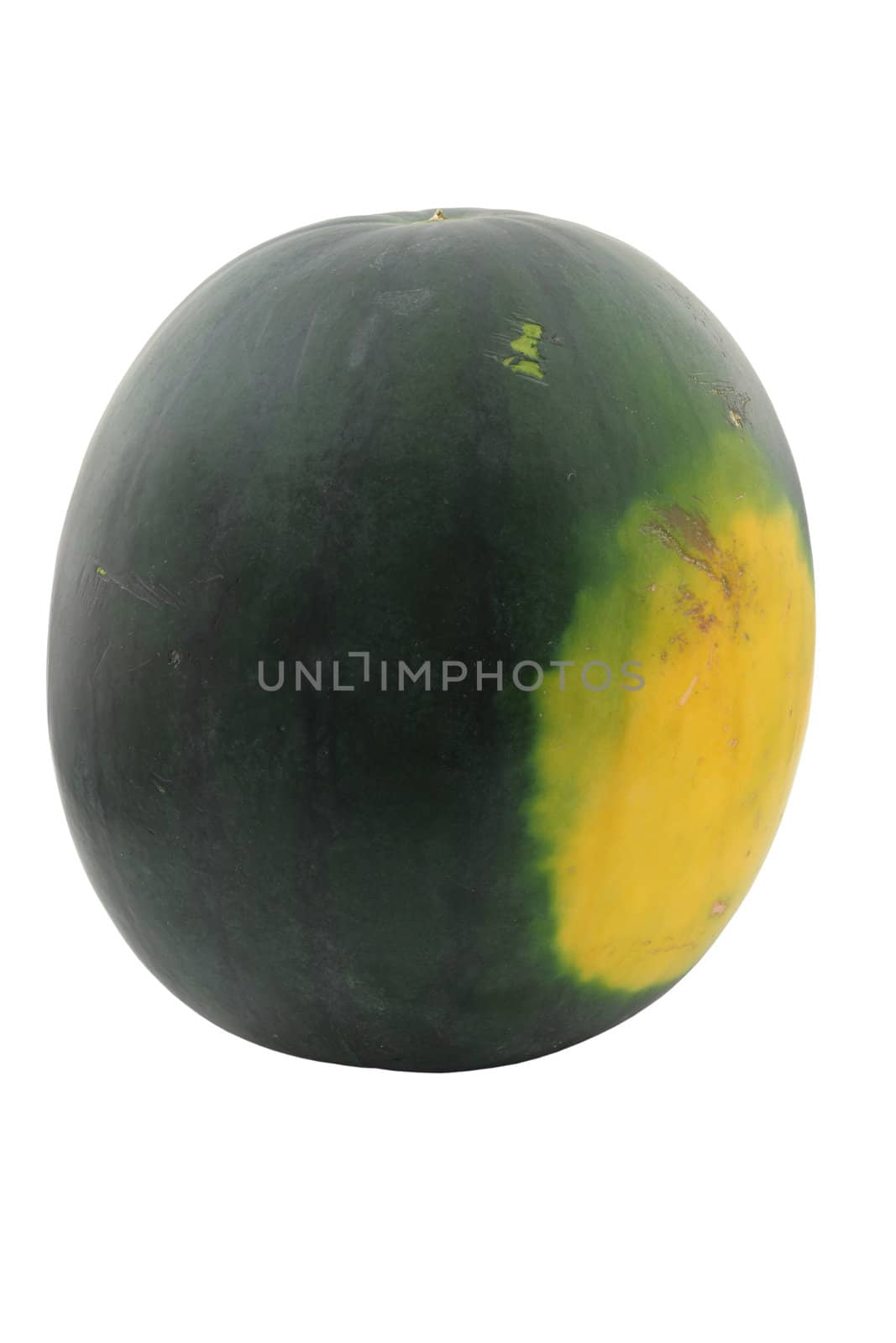 black watermelon grown in season dryland cropped and isolated