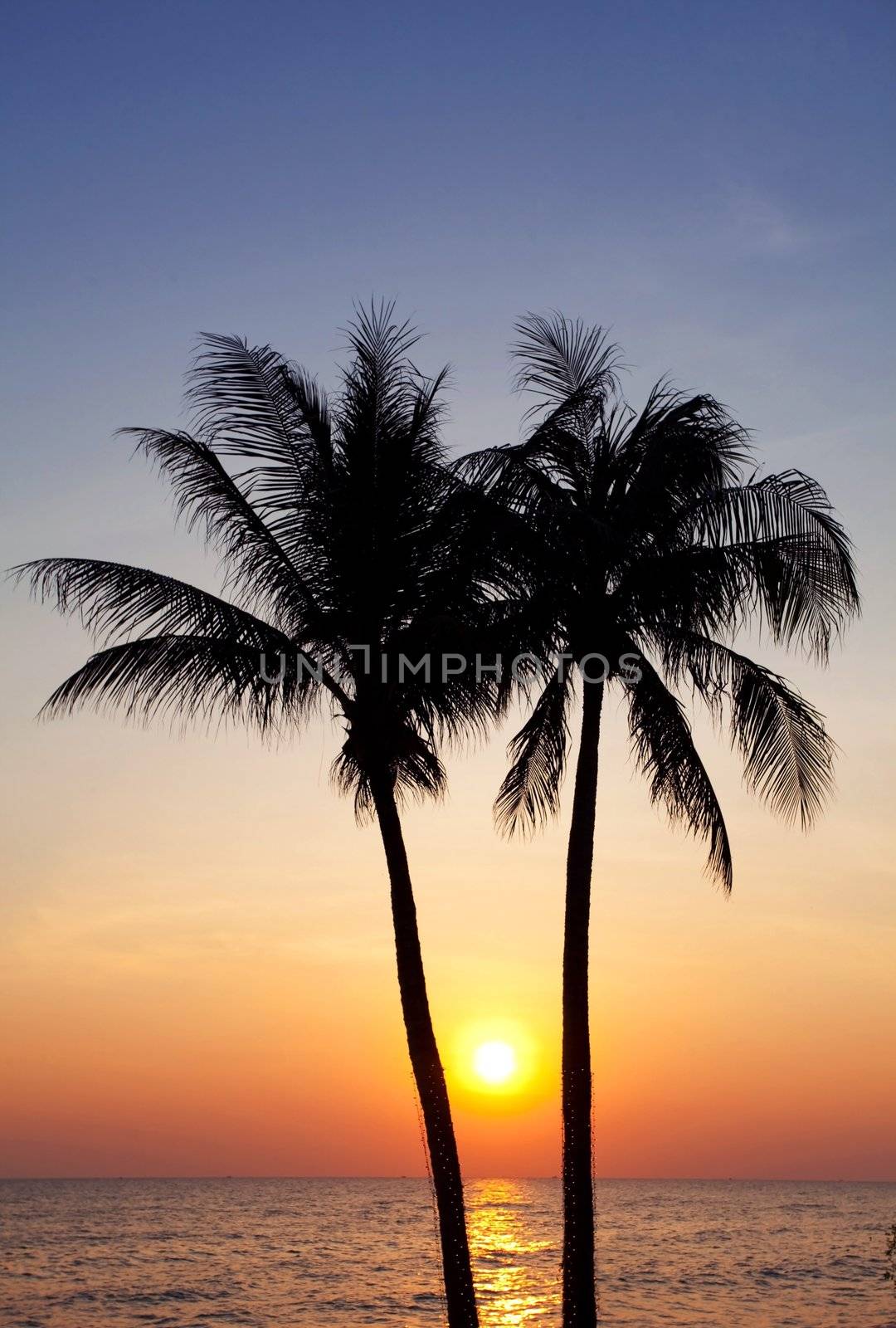 Palm forest silhouettes by witthaya